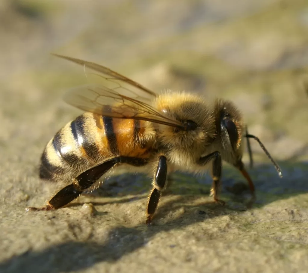Vista lateral de la abeja asesina 