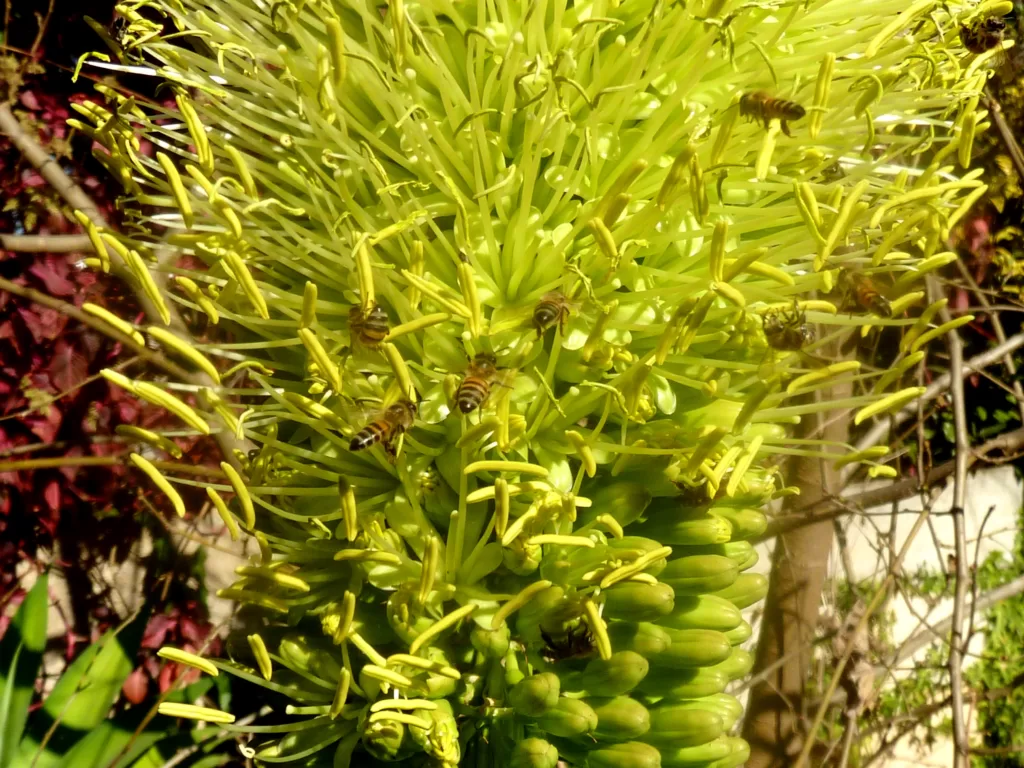 Vista de varias abejas melíferas de África Oriental en una planta verde