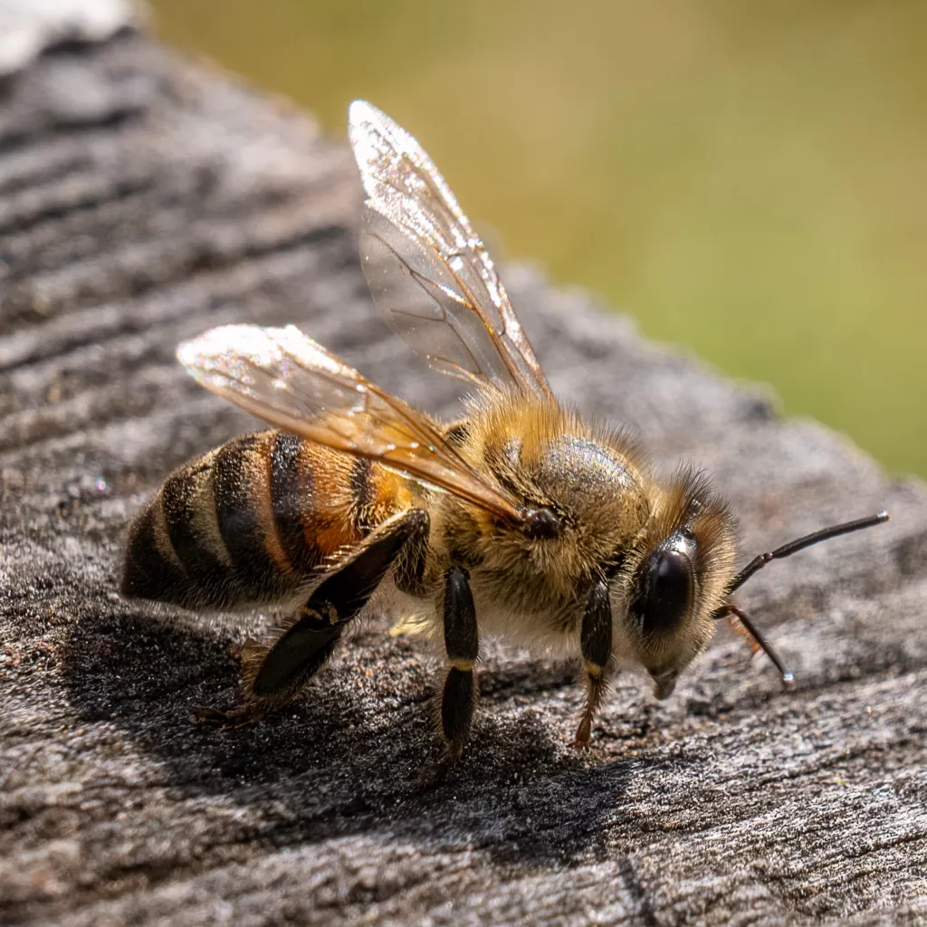 Vista lateral elevada de la abeja melífera africana