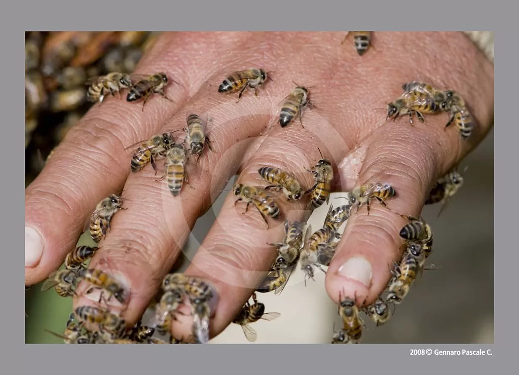 Vista de una mano humana con abejas africanas 
