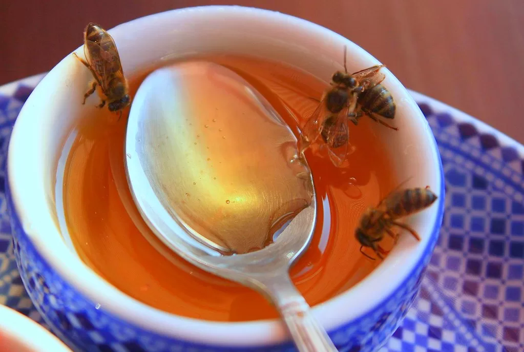 Vista de una taza con miel con abejas asesinas africanas 