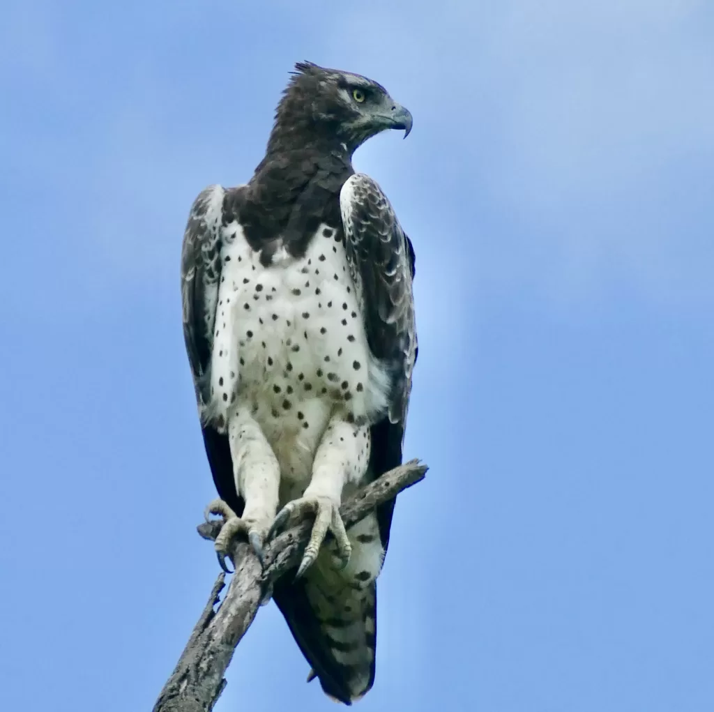 Vista frontal de un águila belicosa posada en una rama mirando a su izquierda