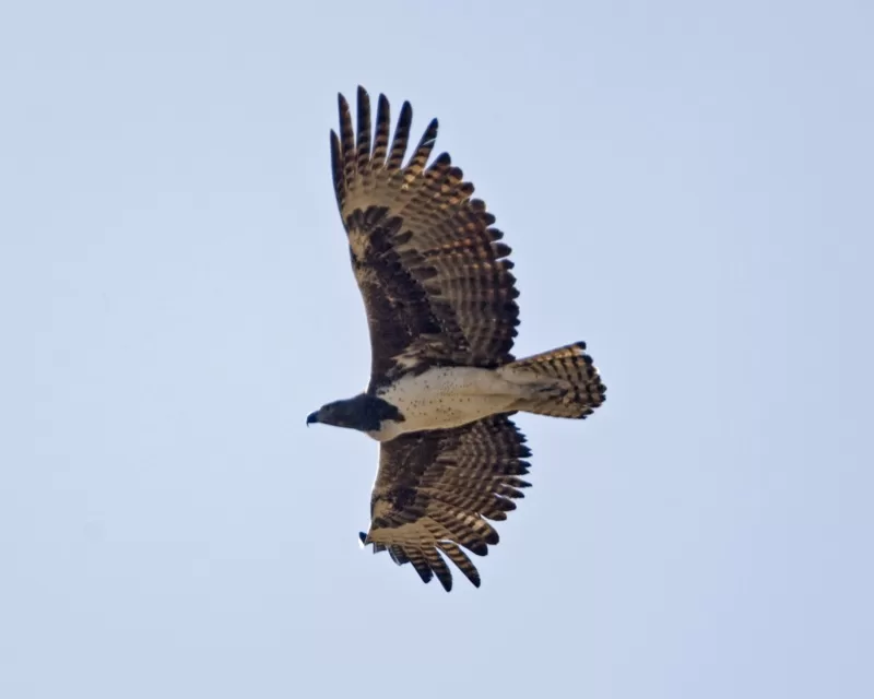 Vista inferior de una águila marcial volando