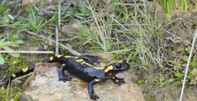 Vista de un anfibio africano negro con manchas amarillas sobre una roca