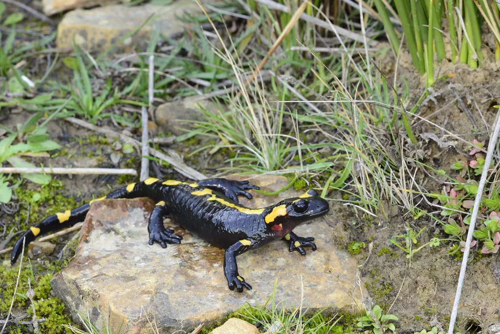 Vista de un anfibio africano negro con manchas amarillas sobre una roca