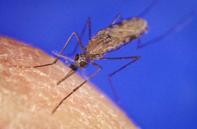 Vista frontal del Anopheles Gambiae Mosquito sobre piel humana