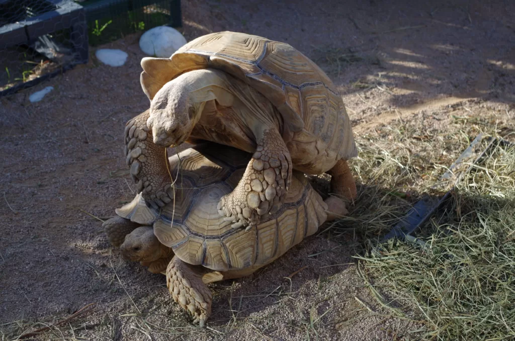 Vista de un macho de tortuga de espolones copulando a una hembra