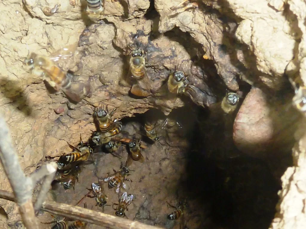 Colonia de abejas apis mellifera scutellata en una roca
