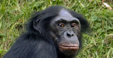 Vista de la cabeza del bonobo mirando a la cámara