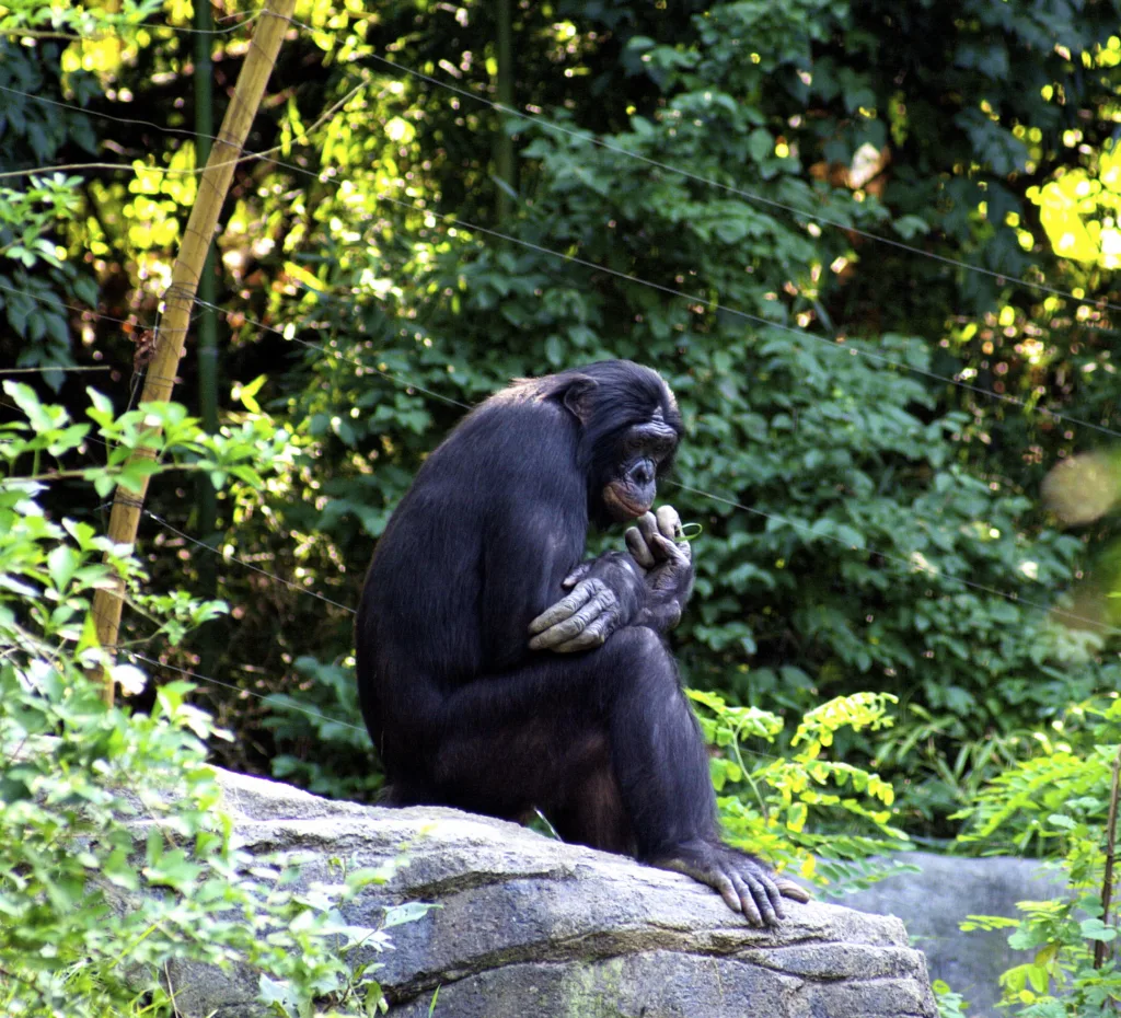 Vista de un bonobo africano sentado en un recinto cerrado en plena selva