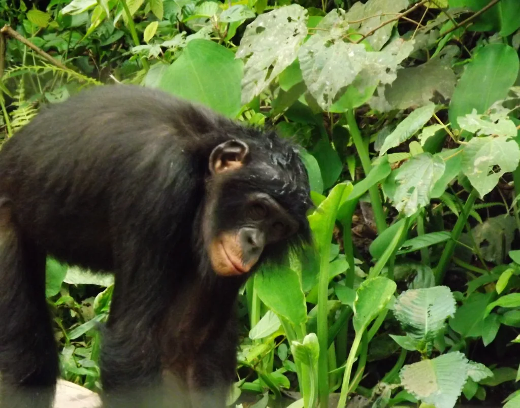 Vista de un bonobo pan paniscus a cuatro patas como si estuviera apoyado en las hojas