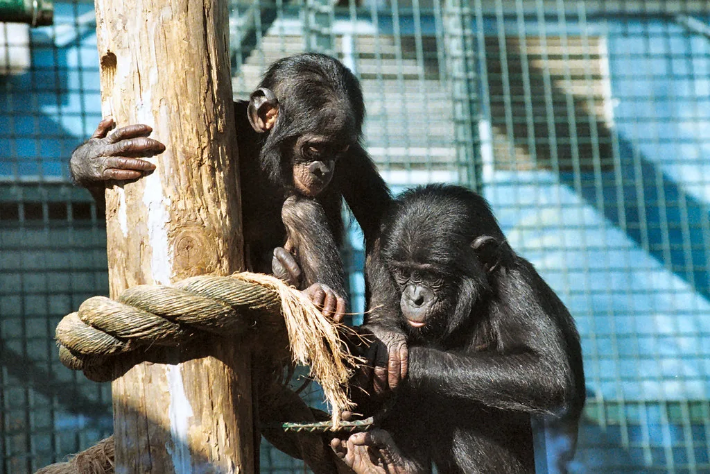Vista de dos bonobos jóvenes en un palo gordo de un recinto cerrado de un zoo