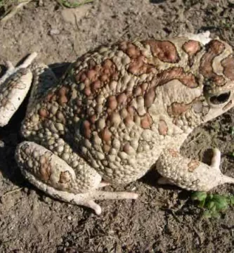 Vista aérea del bufo Mauritanicus