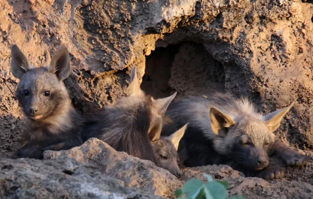 Cuatro cachorros de hiena parda descansando delante de su madriguera