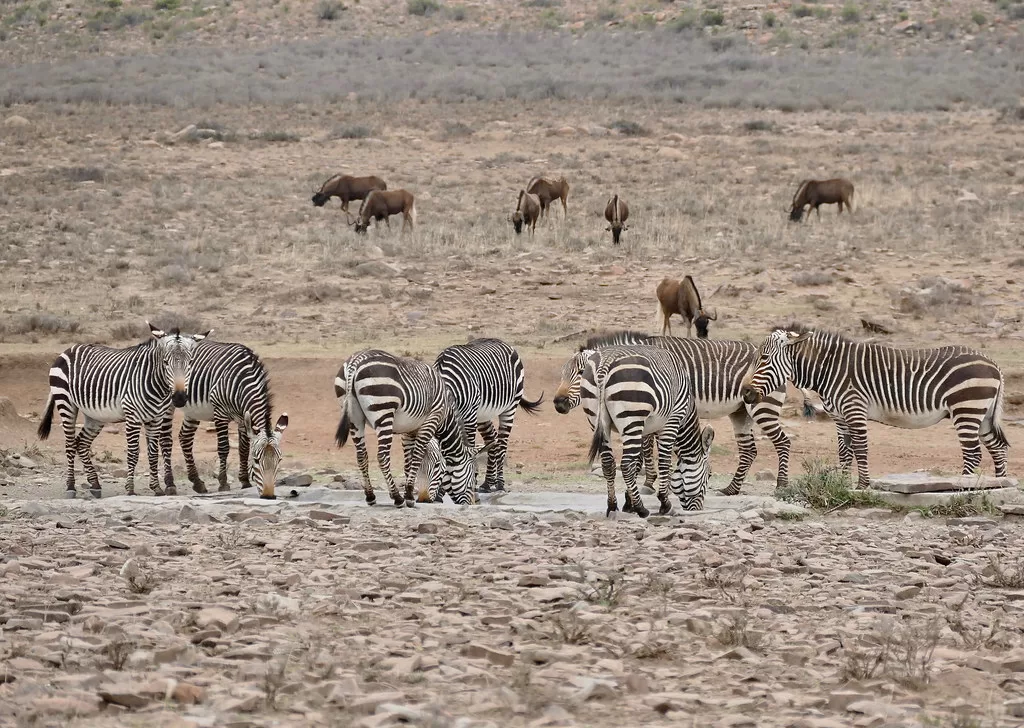 Grupo de cebras Equus Zebra con otros animales al fondo