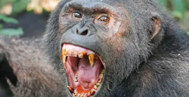 Vista de la cabeza de un chimpancé gritando con la boca abierta enseñando sus dientes amarillentos