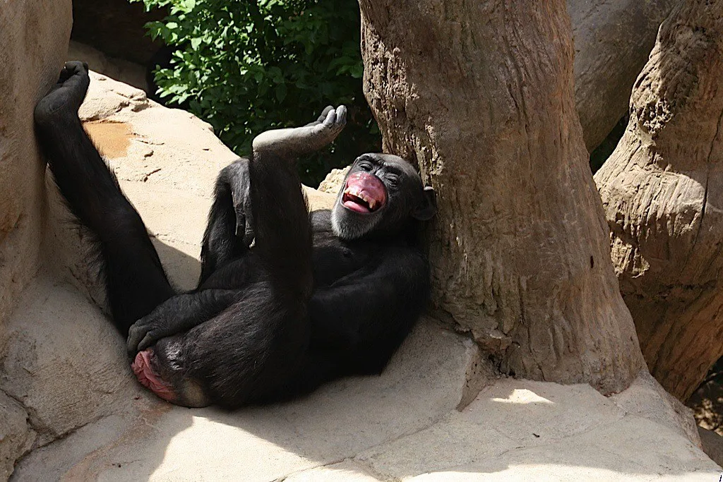 Vista de un chimpancé bonobo africano boca arriba como si estuviera riendo