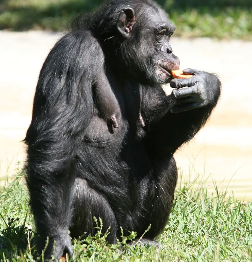 Vista lateral de un chimpancé común adulto comiendo fruta
