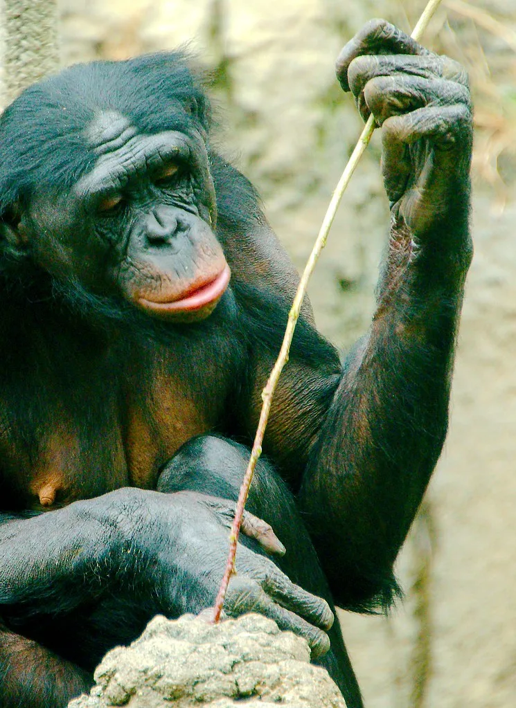 Vista frontal de un Chimpancé Grácil utilizando un palo para cazar termitas