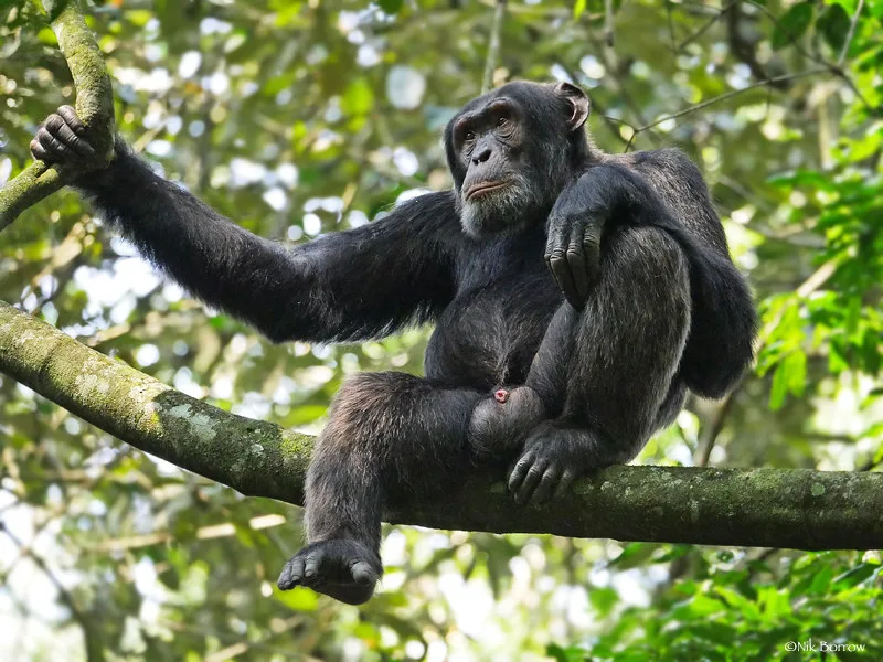 Vista frontal elevada de un chimpance pan troglodytes sentado sobre una rama