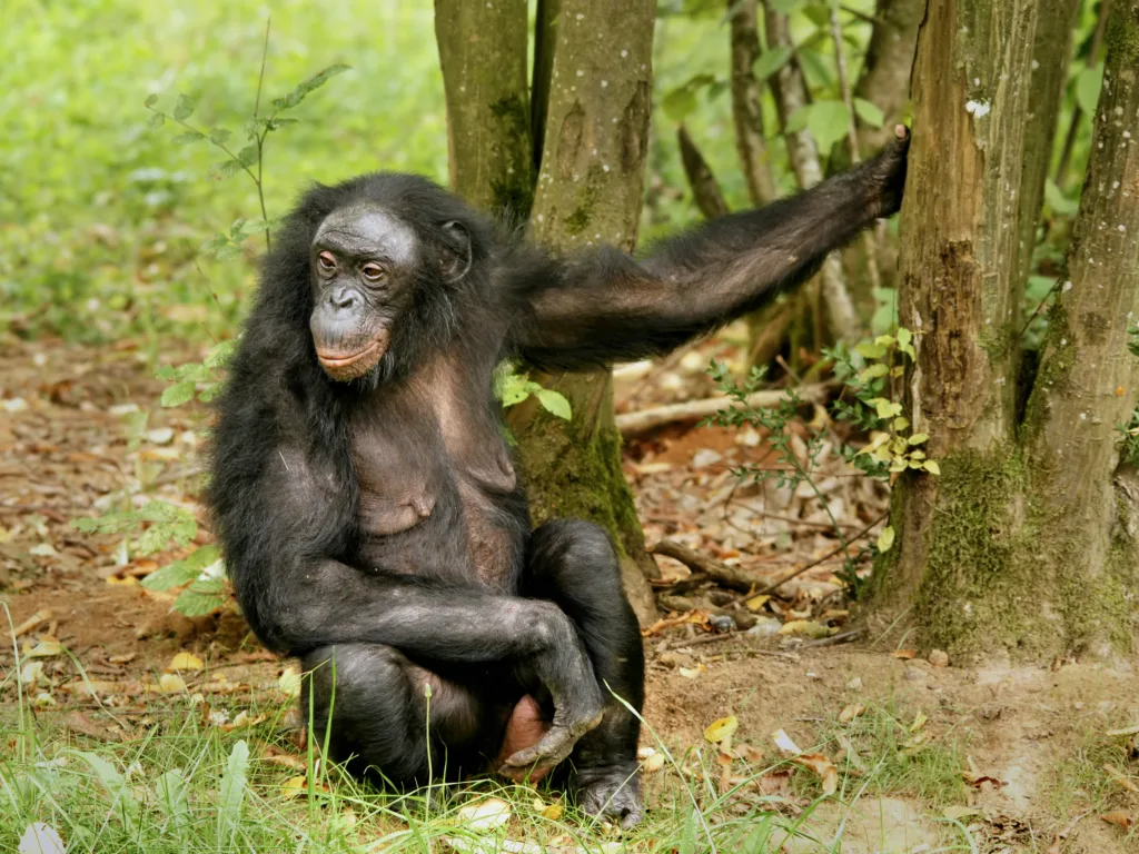 Vista frontal de una hembra adulta de Chimpancé Pigmeo en su entorno natural
