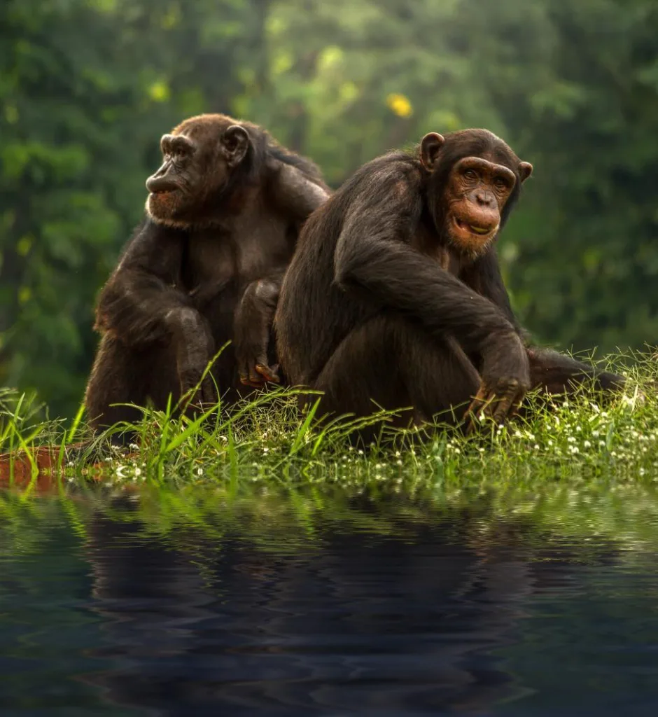 Vista de una pareja de chimpancés en su hábitat natural