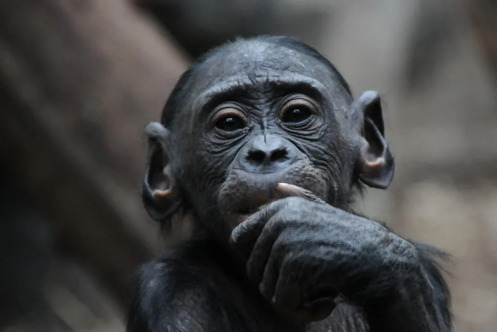 Vista frontal de la cara de una cría de bonobo mirando a la cámara