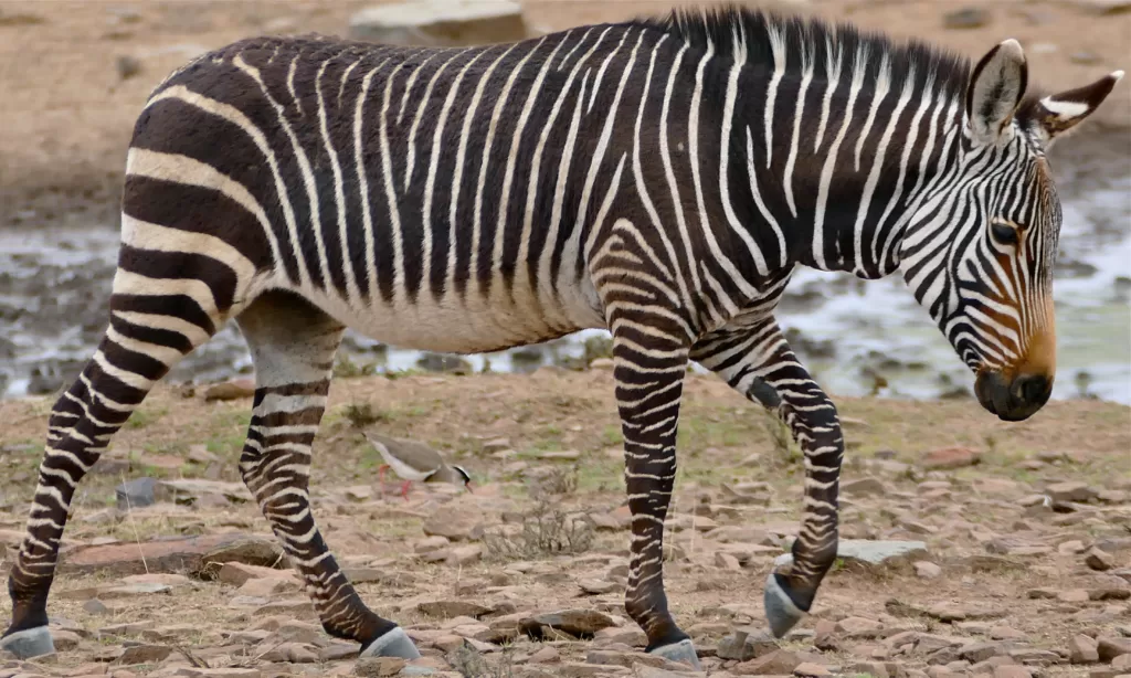 Vista lateral de la equus zebra de cuerpo entero mirando hacia abajo