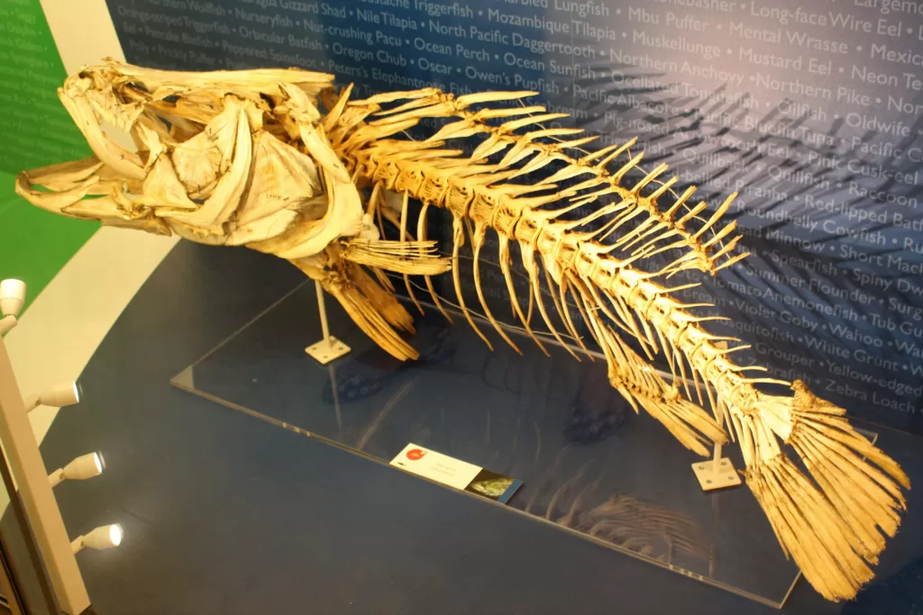 Vista lateral del esqueleto del Lates Niloticus en un museo