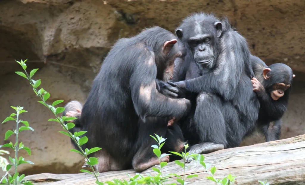 Vista de una familia de chimpancés interactuando en un recinto de un zoo