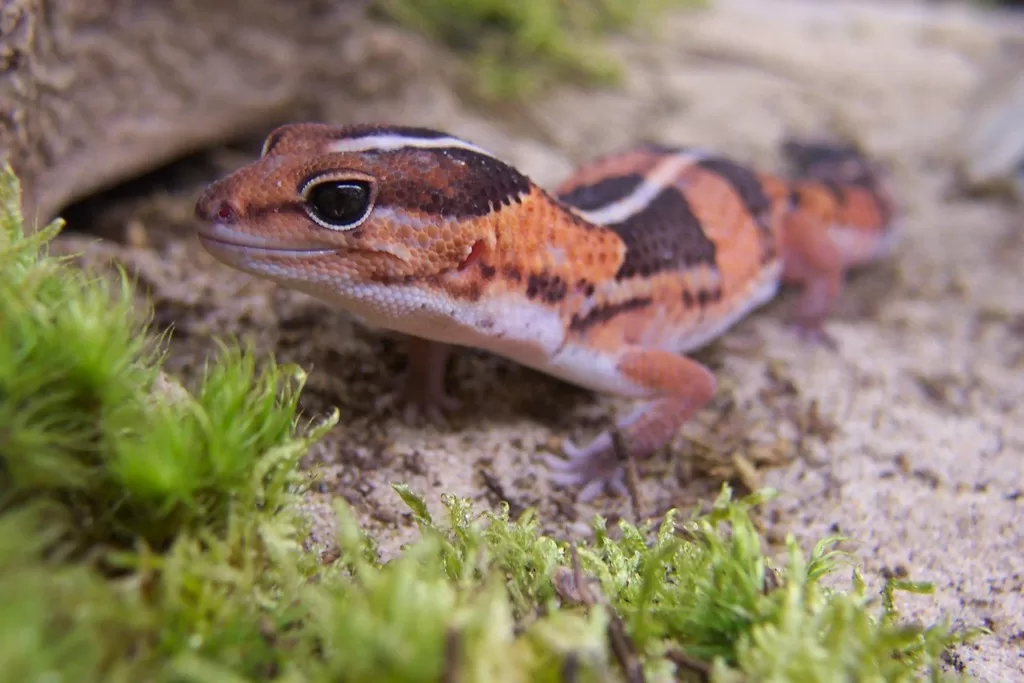 Vista de un gecko africano de cola gorda mirando a su derecha