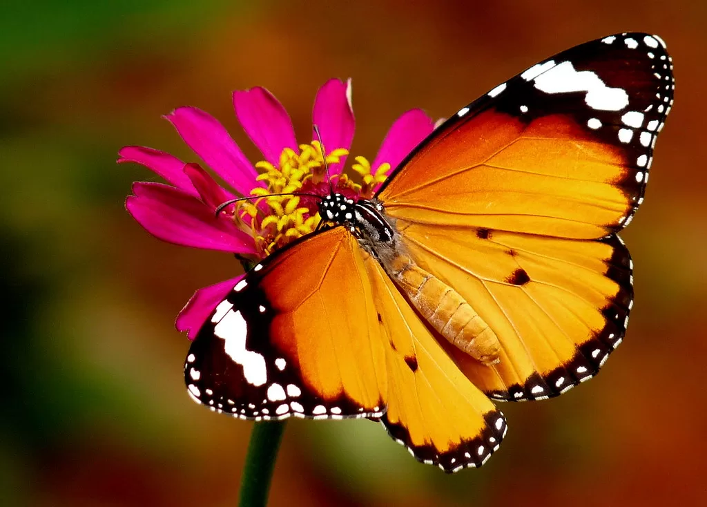 Vista de una hembra de mariposa tigre recogiendo néctar de una flor rosa
