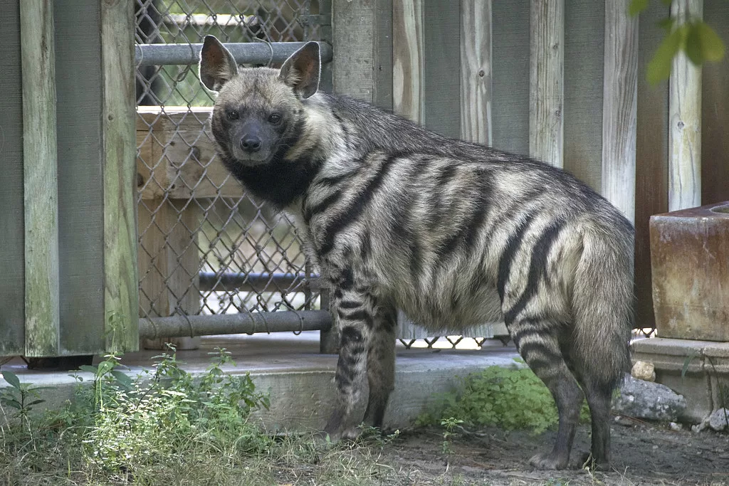 Vista de perfil de una hiena africana rayada en un zoo mirando hacia atrás