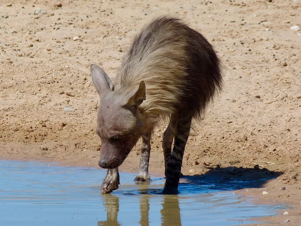 Hiena café tocando el agua de un arroyo con su pata delantera derecha