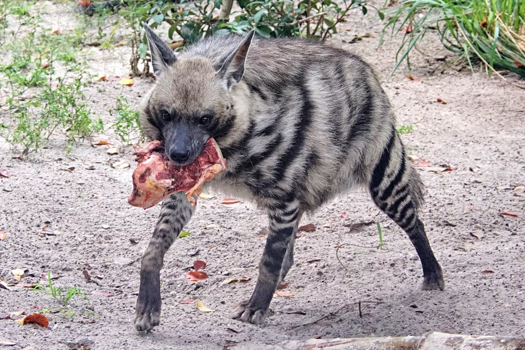 Vista frontal de una hiena de rayas sosteniendo un trozo de carne en la boca