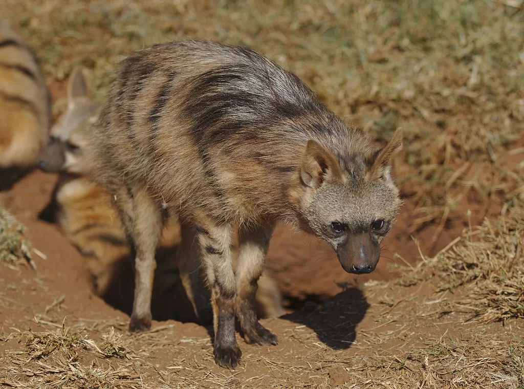 Vista de una hiena hormiguera saliendo de su madriguera con sus cachorros al fondo