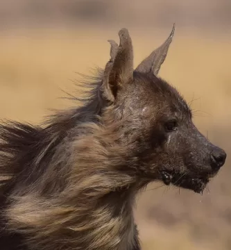 Primer plano de una hiena parda mirando a su izquierda