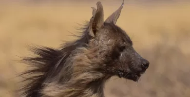 Primer plano de una hiena parda mirando a su izquierda