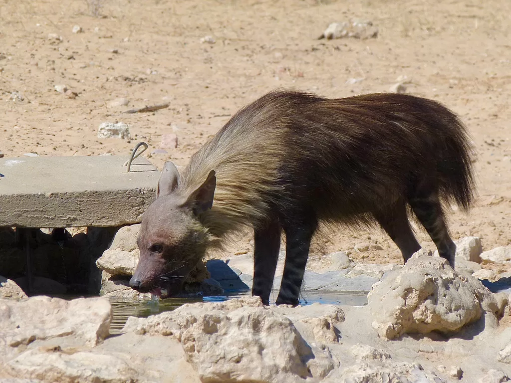 Vista de una hiena parda africana bebiendo en una charca