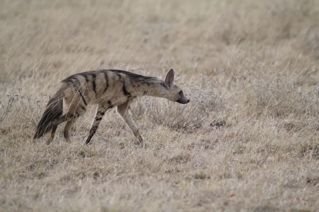 Vista lateral de una hiena Proteles cristata en medio de la sabana