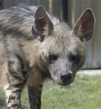 Vista frontal de una hiena rayada mirando al frente