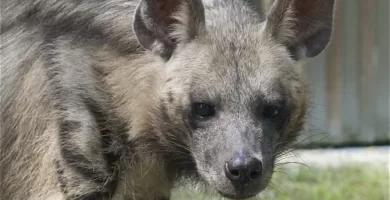 Vista frontal de una hiena rayada mirando al frente