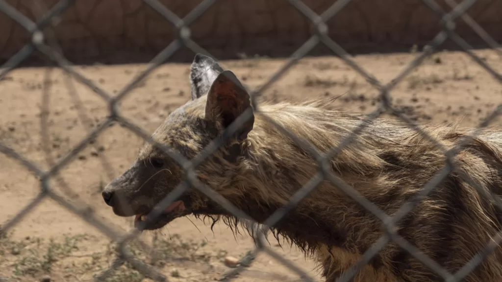 Vista de perfil de la cabeza de la hiena rayada africana a través de una valla