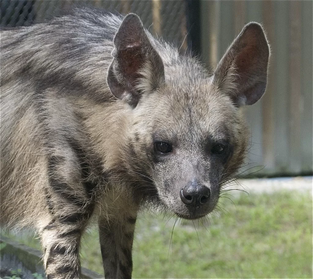 Vista frontal de una hiena rayada mirando al frente