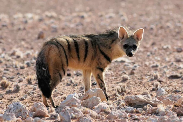 Vista lateral de la hiena de tierra en un paisaje árido de tierra y rocas