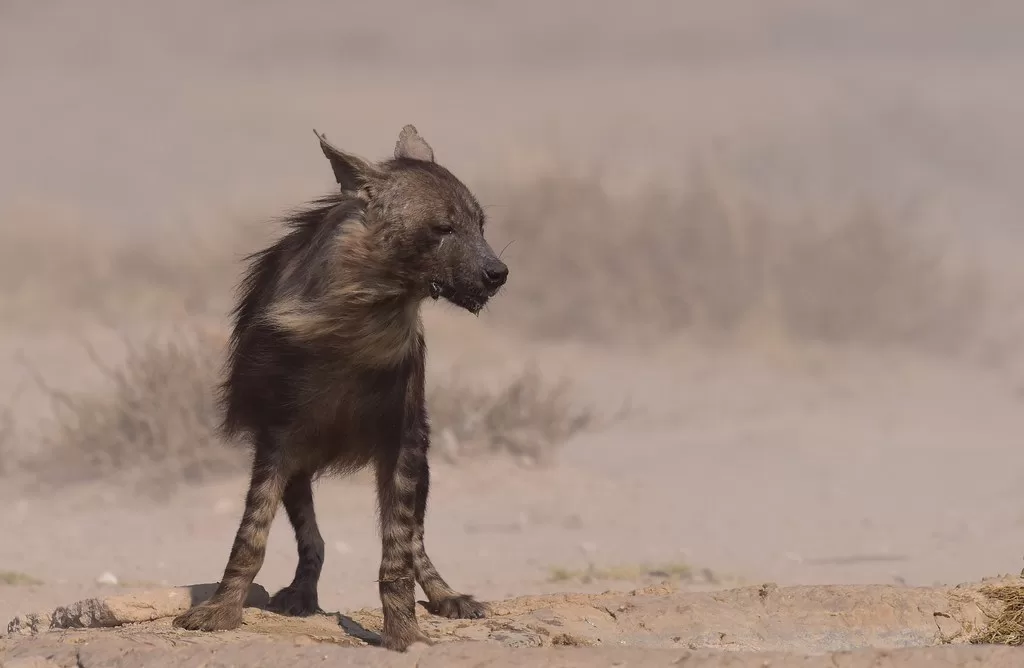 Vista frontal de la Hyaena brunnea soplándole el viento