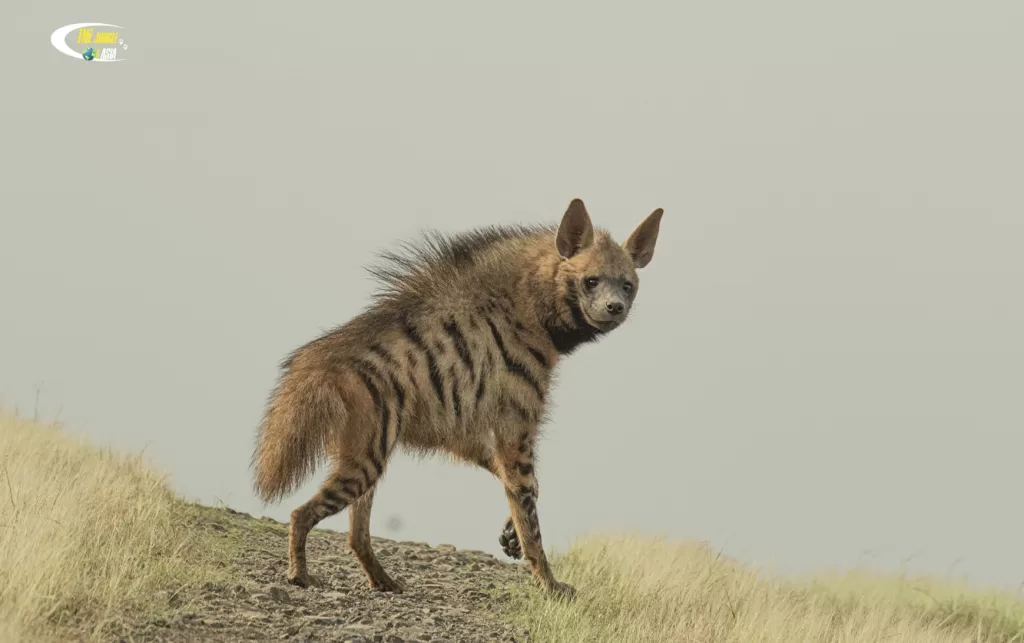 Vista lateral de una Hyaena hyaena en su hábitat natural