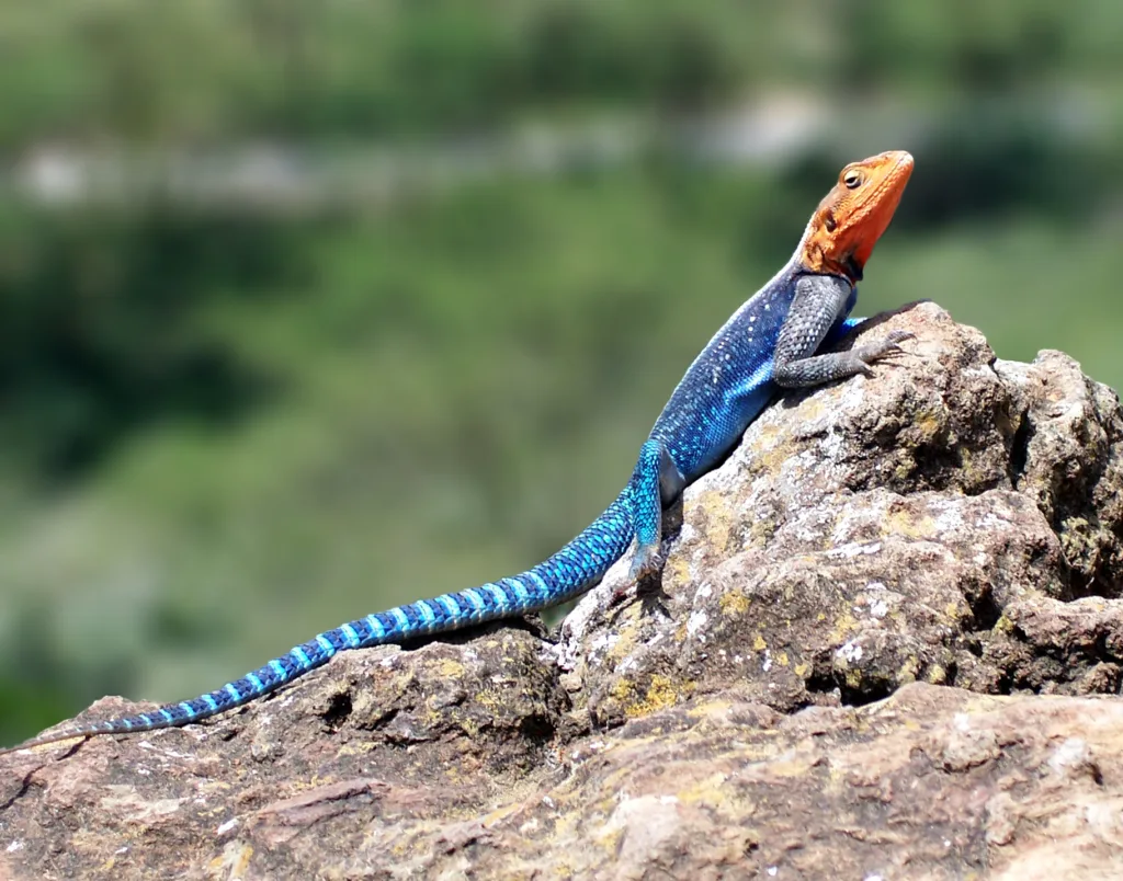 Vista lateral de un lagarto de fuego africano subiendo a una roca
