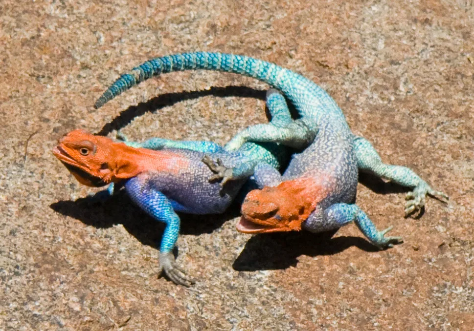 Vista de una pareja de lagartos de fuego durante el cortejo