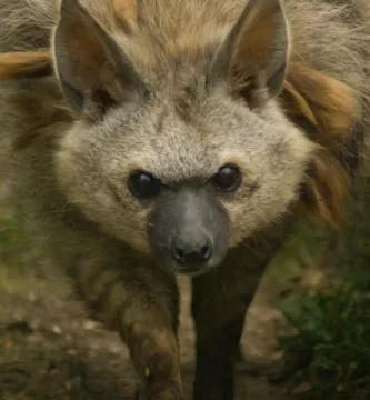 Vista frontal de la cabeza de lobo de tierra